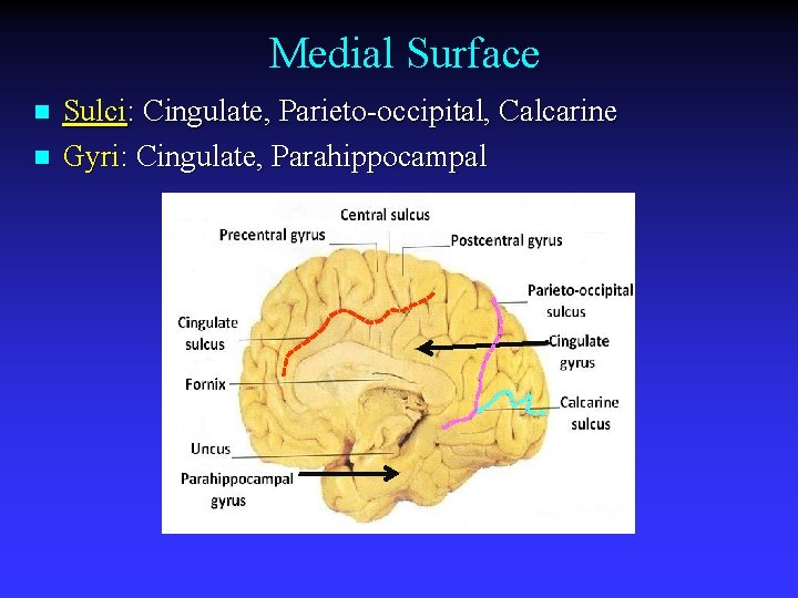 Medial Surface n n Sulci: Cingulate, Parieto-occipital, Calcarine Gyri: Cingulate, Parahippocampal 