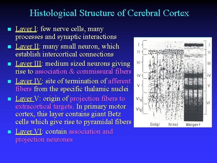 Histological Structure of Cerebral Cortex n n n Layer I: few nerve cells, many