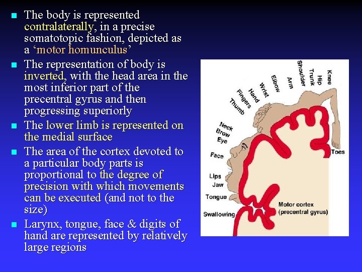 n n n The body is represented contralaterally, in a precise somatotopic fashion, depicted