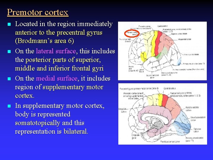 Premotor cortex n n Located in the region immediately anterior to the precentral gyrus