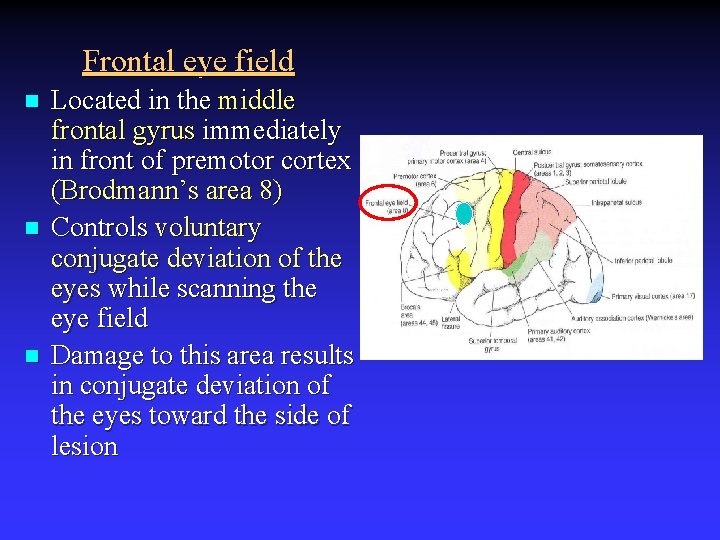 Frontal eye field n n n Located in the middle frontal gyrus immediately in