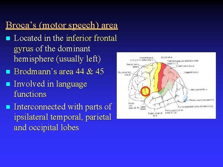 Broca’s (motor speech) area n n Located in the inferior frontal gyrus of the