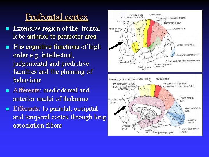 Prefrontal cortex n n Extensive region of the frontal lobe anterior to premotor area