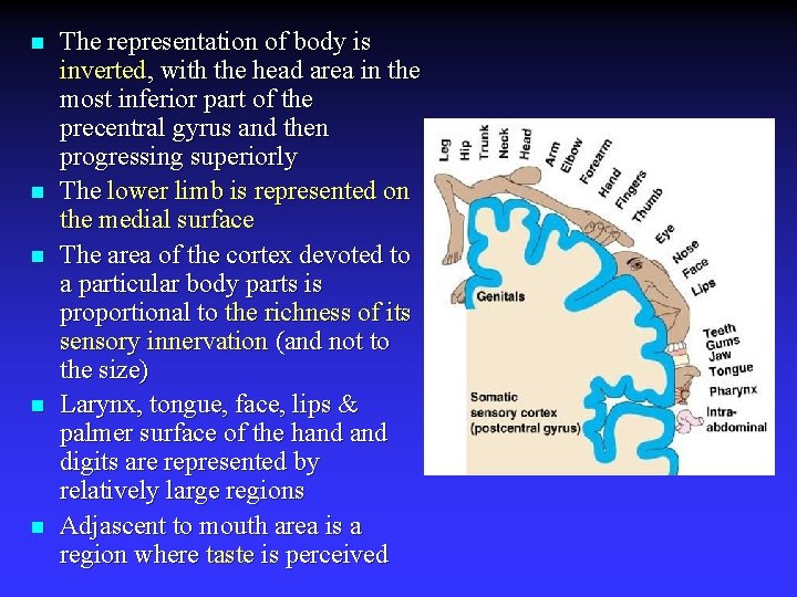 n n n The representation of body is inverted, with the head area in