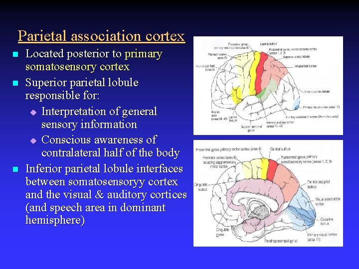 Parietal association cortex n n n Located posterior to primary somatosensory cortex Superior parietal