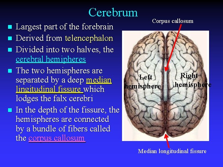 Cerebrum n n n Corpus callosum Largest part of the forebrain Derived from telencephalon