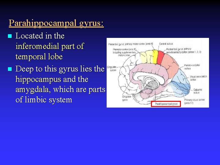 Parahippocampal gyrus: n n Located in the inferomedial part of temporal lobe Deep to