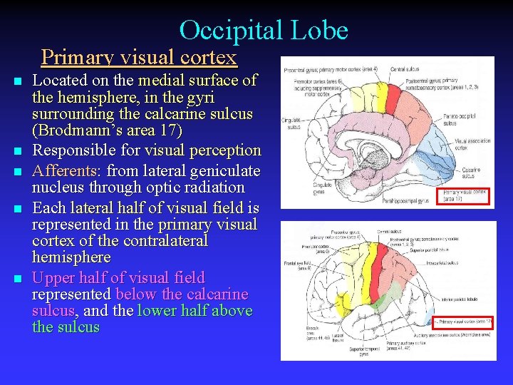 Occipital Lobe Primary visual cortex n n n Located on the medial surface of