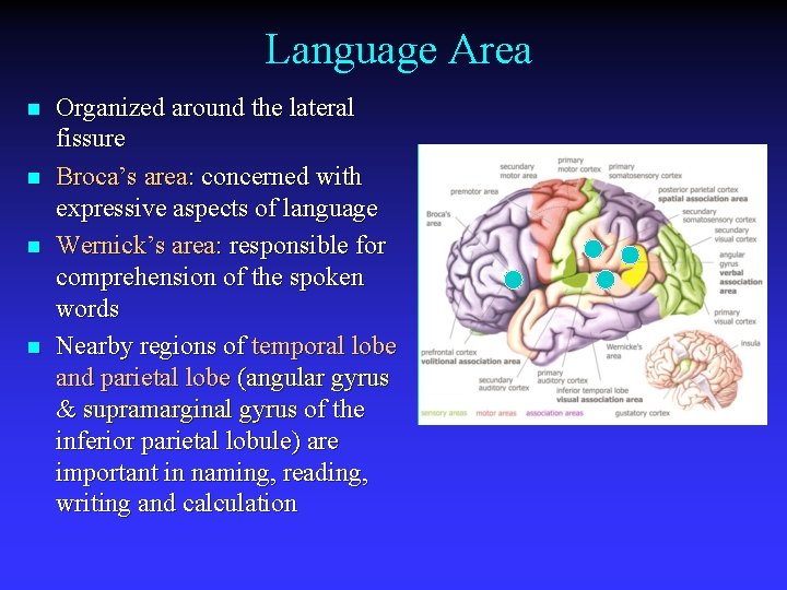 Language Area n n Organized around the lateral fissure Broca’s area: concerned with expressive