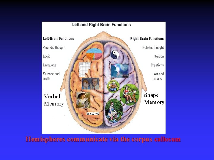 Verbal Memory Shape Memory Hemispheres communicate via the corpus callosum 