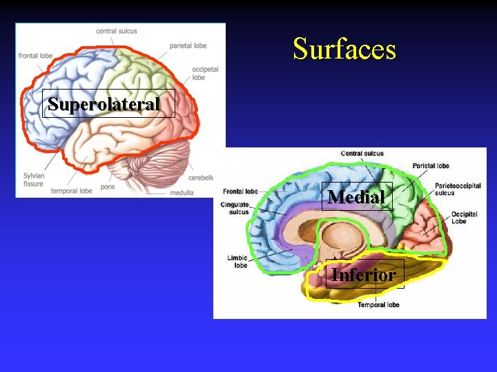 Surfaces Superolateral Medial Inferior 