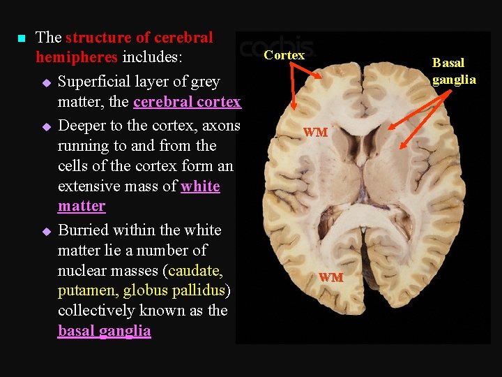 n The structure of cerebral hemipheres includes: u Superficial layer of grey matter, the