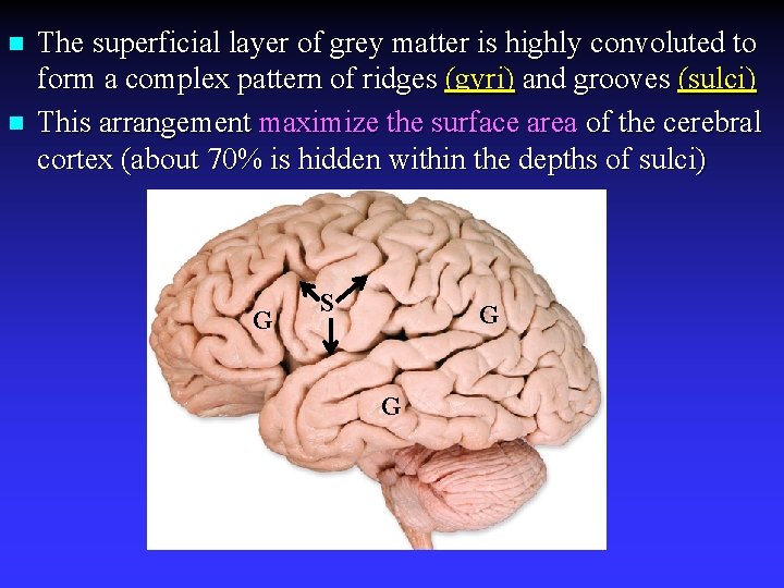 n n The superficial layer of grey matter is highly convoluted to form a