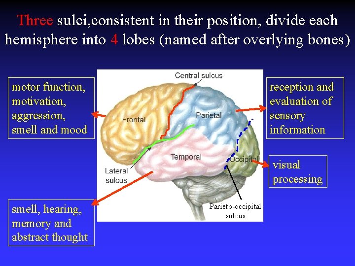 Three sulci, consistent in their position, divide each hemisphere into 4 lobes (named after