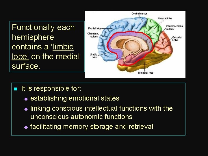 Functionally each hemisphere contains a ‘limbic lobe’ on the medial surface. n It is