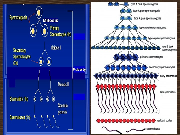 Mitosis Puberty 
