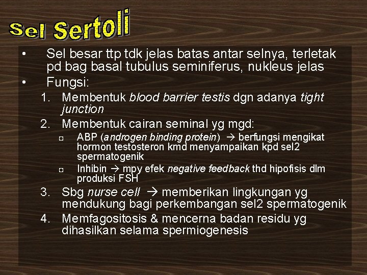  • • Sel besar ttp tdk jelas batas antar selnya, terletak pd bag