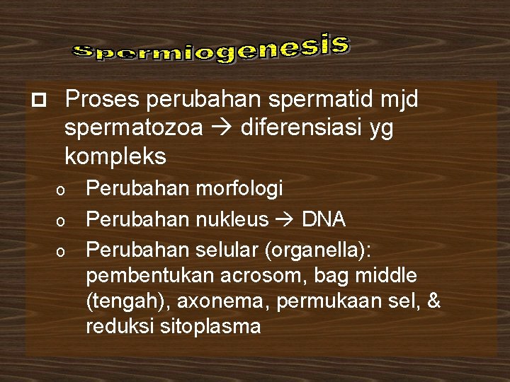 p Proses perubahan spermatid mjd spermatozoa diferensiasi yg kompleks Perubahan morfologi o Perubahan nukleus