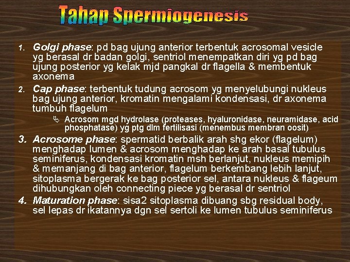 Golgi phase: pd bag ujung anterior terbentuk acrosomal vesicle yg berasal dr badan golgi,