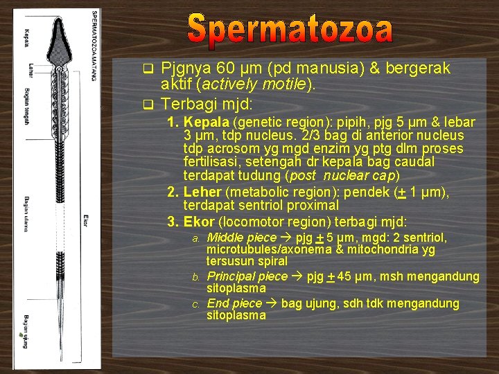 Pjgnya 60 µm (pd manusia) & bergerak aktif (actively motile). q Terbagi mjd: q