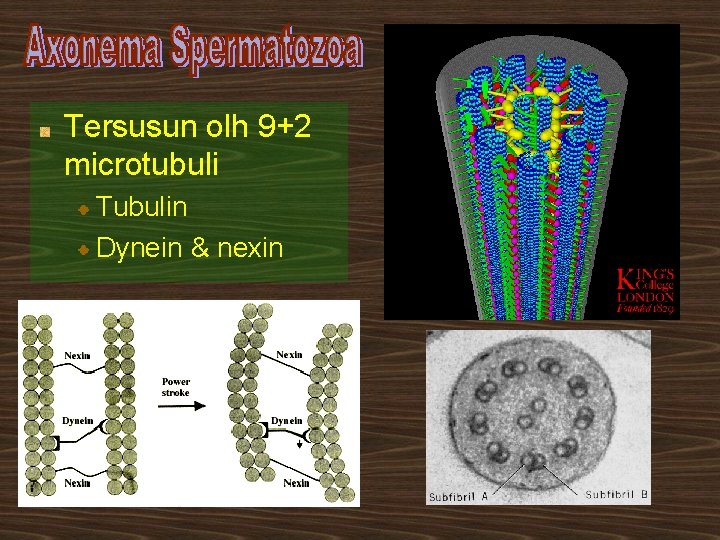 Tersusun olh 9+2 microtubuli Tubulin Dynein & nexin 