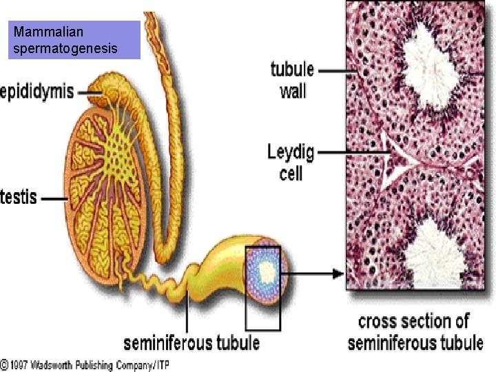 Mammalian spermatogenesis 