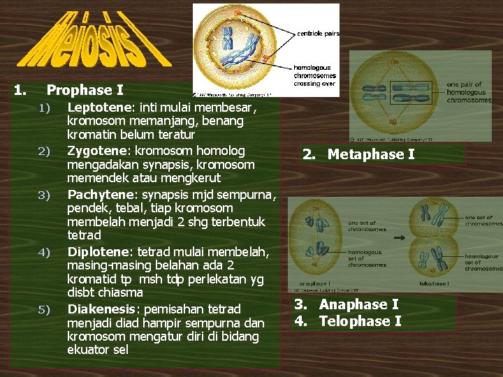 1. Prophase I 1) 2) 3) 4) 5) Leptotene: inti mulai membesar, kromosom memanjang,