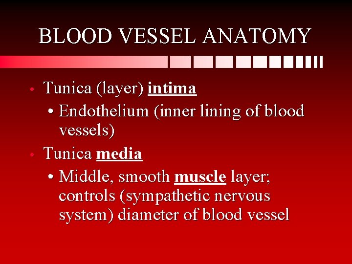 BLOOD VESSEL ANATOMY • • Tunica (layer) intima • Endothelium (inner lining of blood