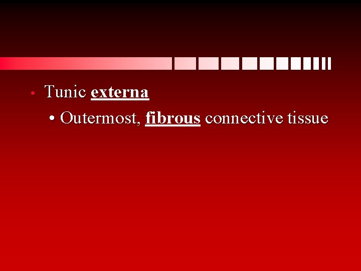  • Tunic externa • Outermost, fibrous connective tissue 