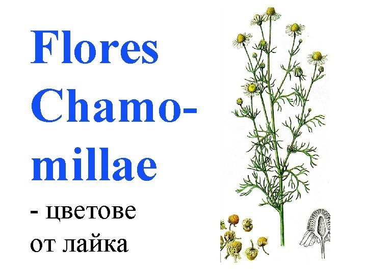 Flores Chamomillae - цветове от лайка 