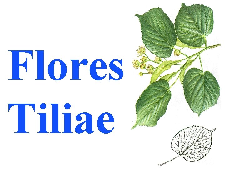 Flores Tiliae 