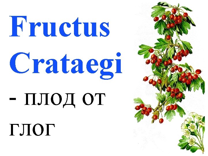 Fructus Crataegi - плод от глог 