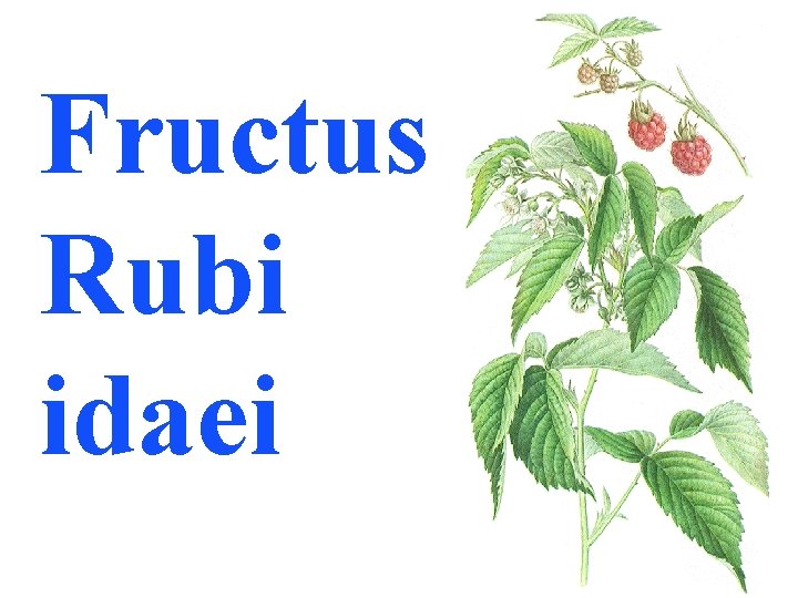 Fructus Rubi idaei 