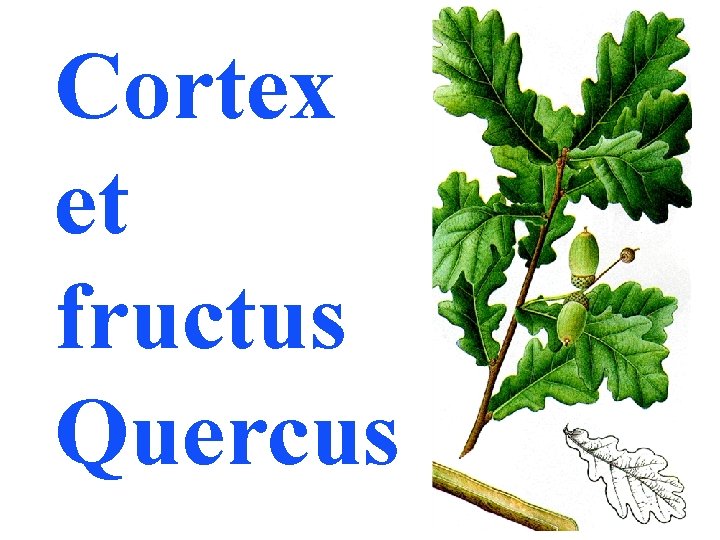 Cortex et fructus Quercus 
