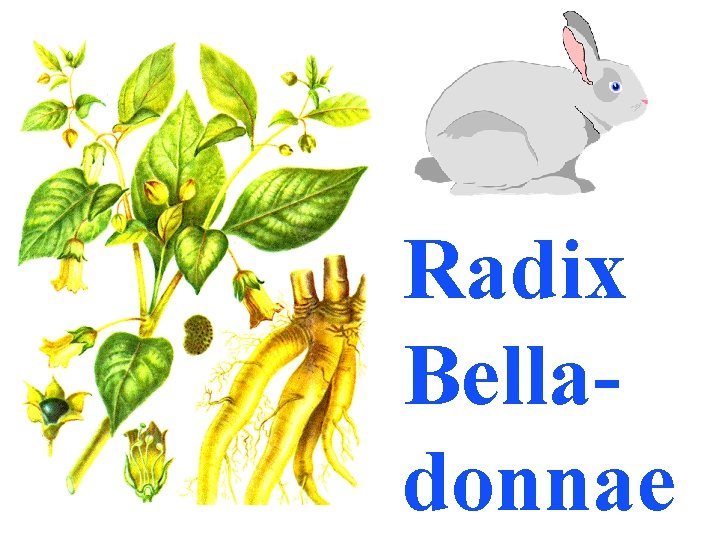 Radix Belladonnae 