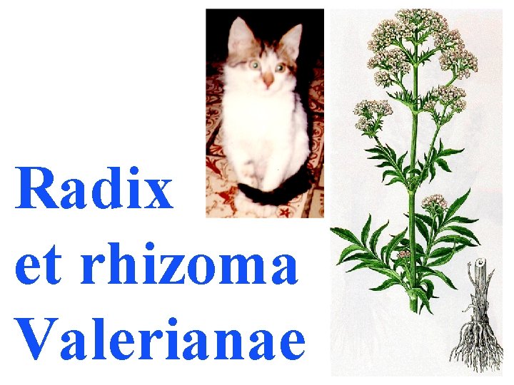 Radix et rhizoma Valerianae 