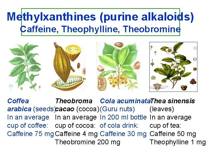 Methylxanthines (purine alkaloids) Caffeine, Theophylline, Theobromine Coffea Theobroma Cola acuminata. Thea sinensis arabica (seeds)cacao