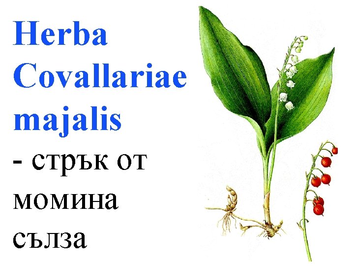 Herba Covallariae majalis - стрък от момина сълза 