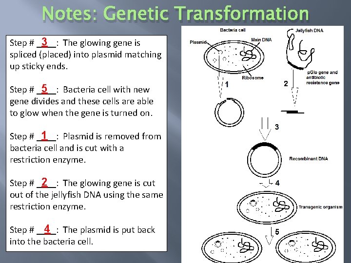 Notes: Genetic Transformation 3 The glowing gene is Step # ____: spliced (placed) into