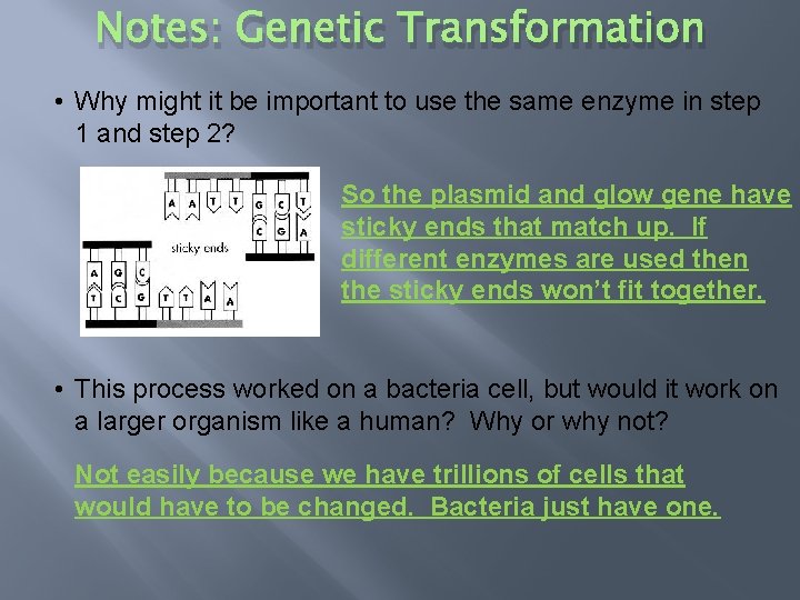 Notes: Genetic Transformation • Why might it be important to use the same enzyme