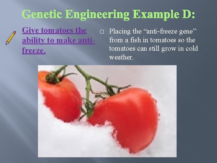 Genetic Engineering Example D: Give tomatoes the ability to make antifreeze. � Placing the