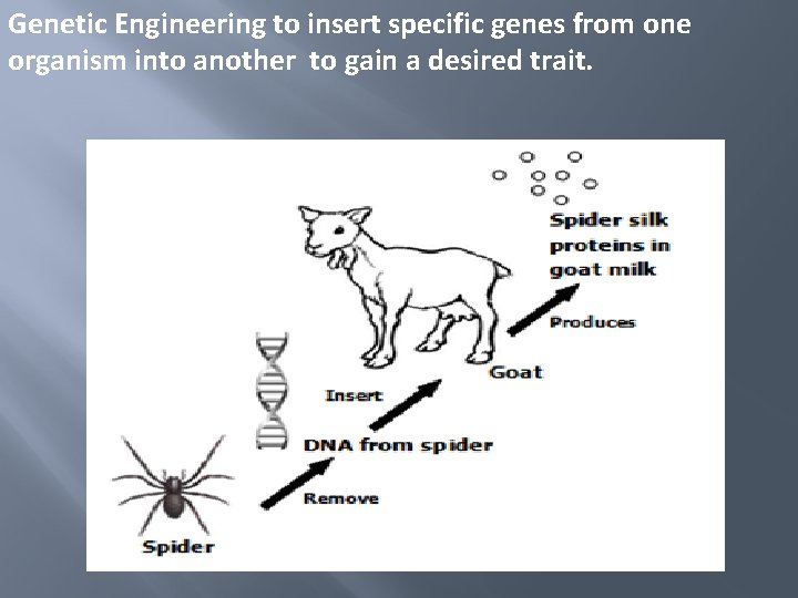 Genetic Engineering to insert specific genes from one organism into another to gain a