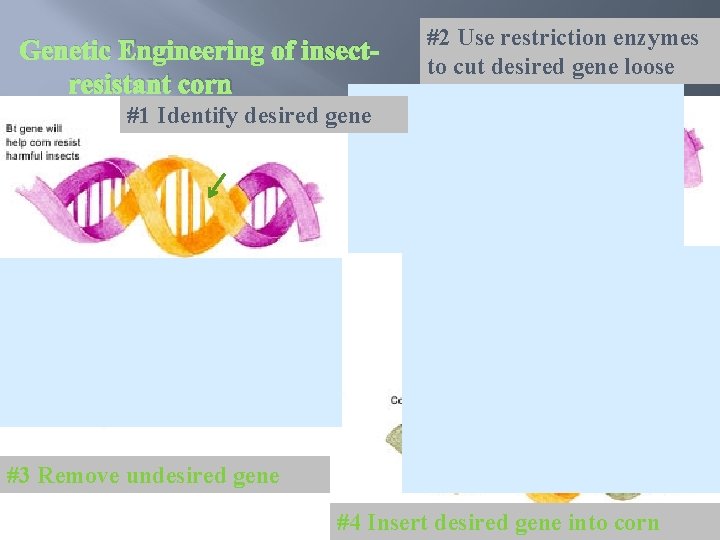 Genetic Engineering of insectresistant corn #2 Use restriction enzymes to cut desired gene loose