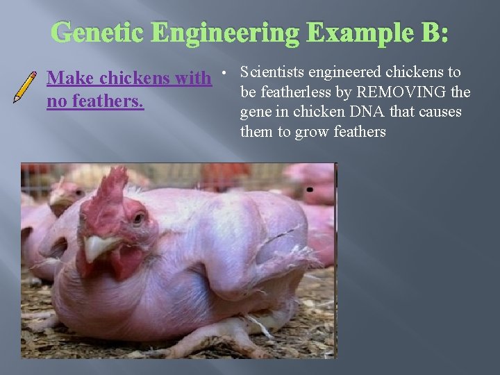 Genetic Engineering Example B: Make chickens with no feathers. • Scientists engineered chickens to