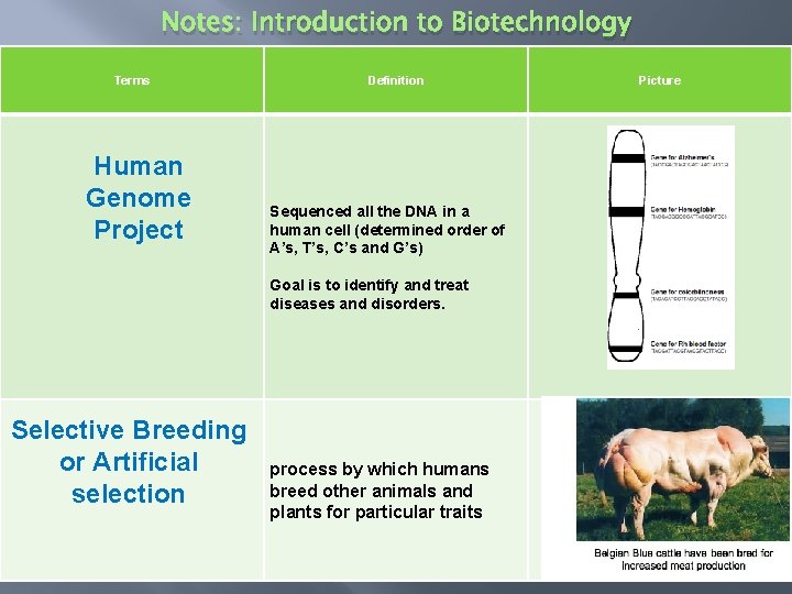 Notes: Introduction to Biotechnology Terms Human Genome Project Definition Sequenced all the DNA in