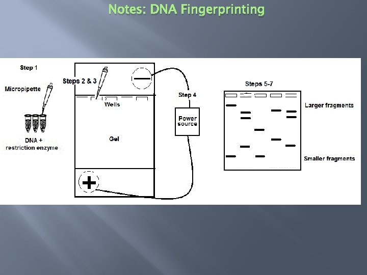 Notes: DNA Fingerprinting 