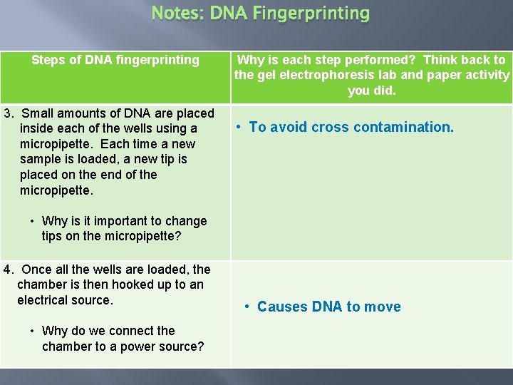 Notes: DNA Fingerprinting Steps of DNA fingerprinting 3. Small amounts of DNA are placed