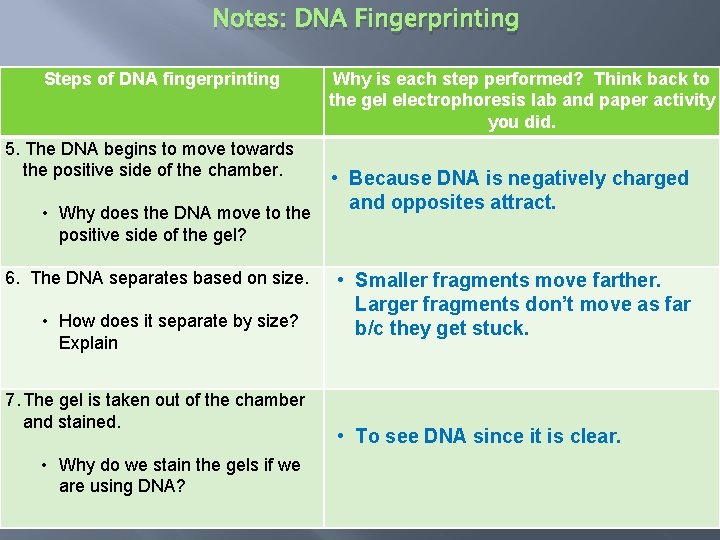 Notes: DNA Fingerprinting Steps of DNA fingerprinting 5. The DNA begins to move towards