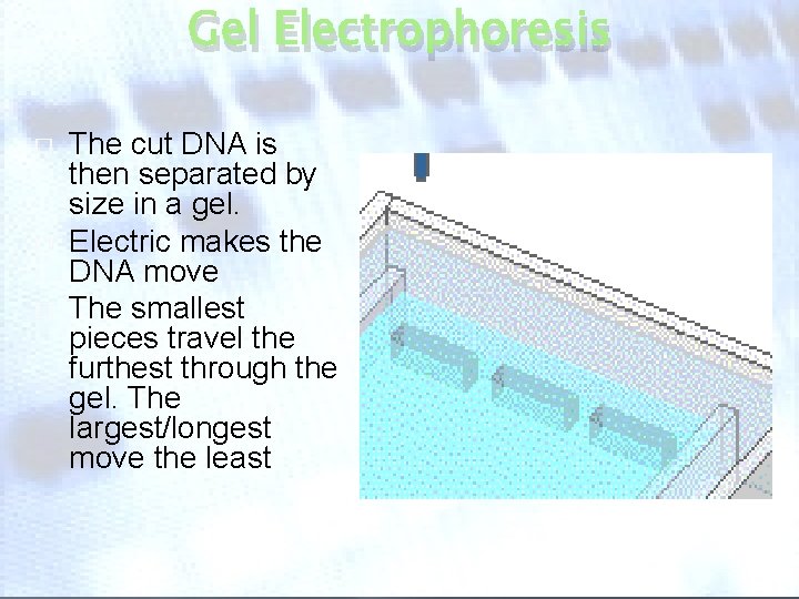 Gel Electrophoresis � � � The cut DNA is then separated by size in