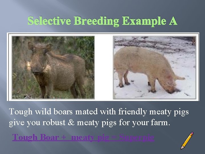 Selective Breeding Example A Tough wild boars mated with friendly meaty pigs give you